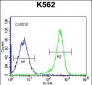 PSTPIP1 Antibody (N-term)